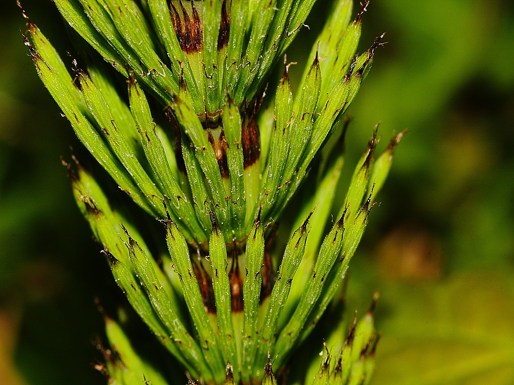 دُم‌اسب دشتی , common horsetail , علف هفت بند , Bottle-brush , Paddock-pipes 